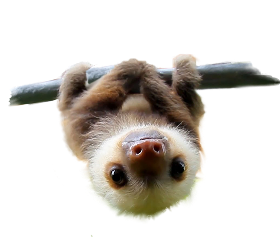 Baby Sloth
